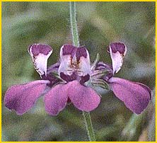   ( Collinsia bartsiifolia )