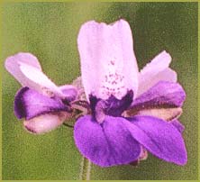   ( Collinsia heterophylla  )