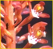   ( Corallorhiza maculata )