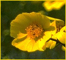    .  ( Coreopsis californica var. californica )