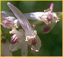  ( Corydalis caseana ssp. caseana )