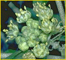   ( Croton californicus )
