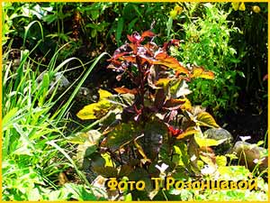   - ( Cryptotaenia japonica Atropurpurea )