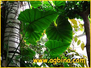   ( Philodendron giganteum )