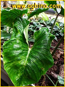   ( Philodendron mamei )