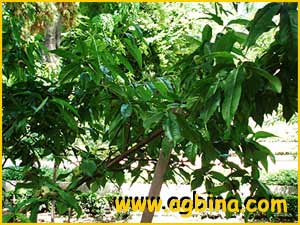   .  ( Prunus persica var. platycarpa )