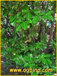   (  Prunus laurocerasus / Laurocerasus officinalis  )