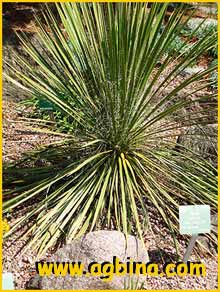   ( Yucca baileya var. navajoa )