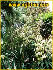   ( Yucca recurvifolia )