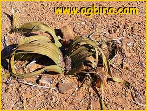    (  Welwitschia mirabilis )