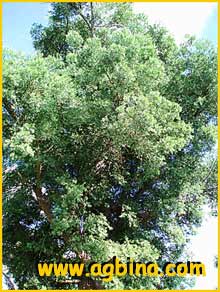    ( Afrocarpus gracilior )