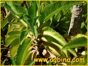   ( Bryophyllum pinnatum )