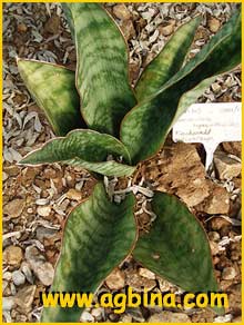   ( Sansevieria hyacinthoides / gueneensis / thyrsiflora )