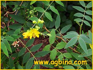   ( Cassia / Senna occidentalis )