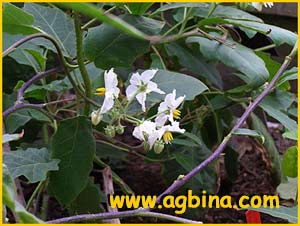   -  ( Solanum bonariense )