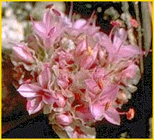   ( Calyptridium umbellatum / Spraguea umbelata )