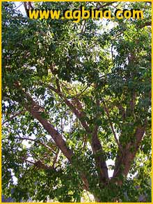  ( Ficus burkei )