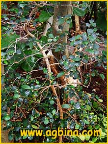    ( Ficus deltoidea )