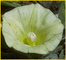  ( Calystegia malacophylla )