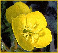   ( Camissonia brevipes )