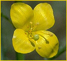   ( Camissonia californica )