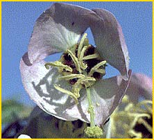   ( Camissonia claviformis )
