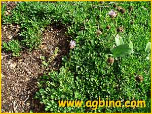 Шаровница сердцевиднолистная ( Globularia cordifolia  )