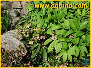    ( elleborus orientalis purpurea )