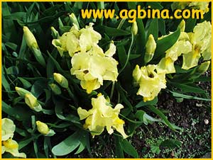   ( Iris lutescens )
