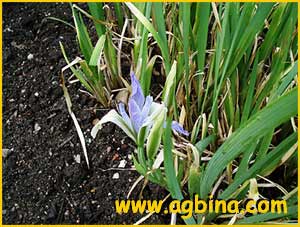   ( Iris missouriensis )