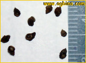   ( Anchusa capensis )