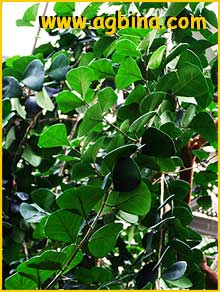    ( Ficus natalensis ssp.leprieurii )