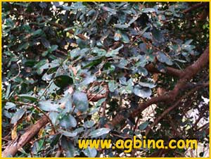 Гарциния Ливингстона ( Garcinia livingstonei )