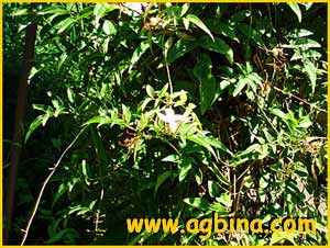   ( Jasminum polyanthum )