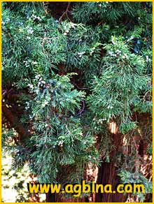    ( Juniperus chinensis )
