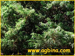     ( Juniperus turkestanica )
