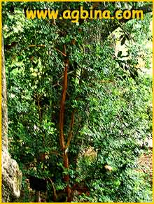   ( Luma apiculata / Myrtus luma )
