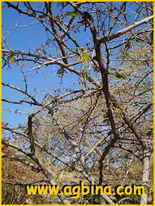    .  ( Dichrostachys cinerea ssp. africana)