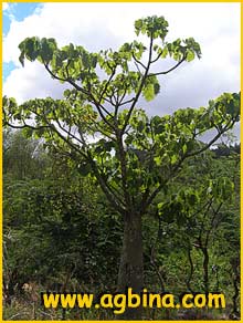   ( Hildegardia erythrosiphon )