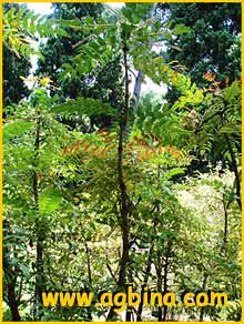   ( ahonia acanthifolia )