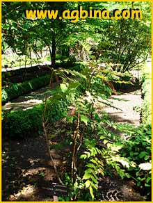   ( Mahonia japonica )