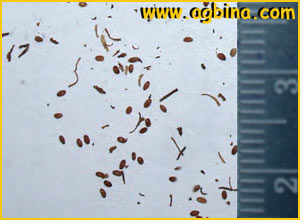   ( Asyneuma japonica )