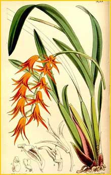   ( Ada aurantiaca ) Curtis's Botanical Magazine