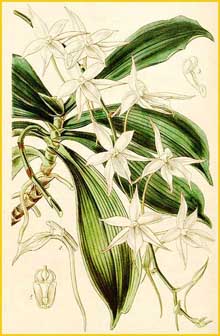   ( Aerangis biloba ) Curtis's Botanical Magazine 1845