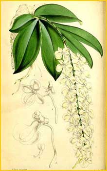   ( Aerangis citrata ) Curtis's Botanical Magazine 1867