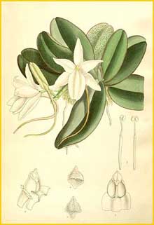   ( Aerangis fastuosa ) Curtis's Botanical Magazine 1891