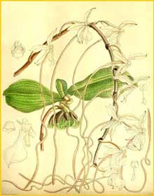   ( Aerangis kotschyana ) Curtis's Botanical Magazine 1895