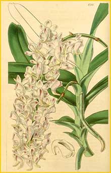   ( Aerides odorata ) Curtis's Botanical Magazine 1867