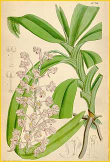   ( Aerides emericii ) Curtis's Botanical Magazine 1867