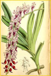   ( Aerides huttonii ) Curtis's Botanical Magazine 1867